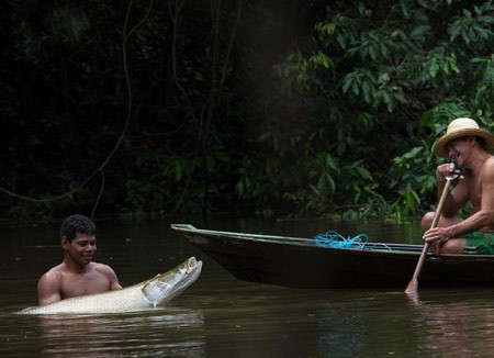 شکار آراپایما,تصاویر ماهی آراپایما شکار آراپایما,تصاویر ماهی آراپایما