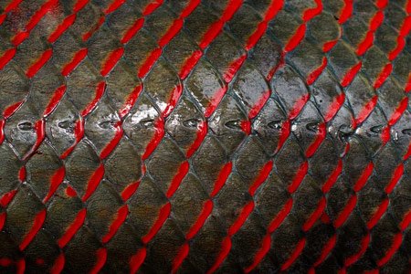 شکار آراپایما,تصاویر ماهی آراپایما شکار آراپایما,تصاویر ماهی آراپایما