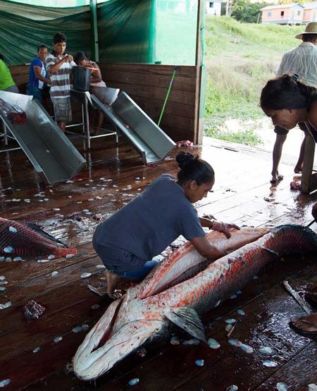 شکار آراپایما,تصاویر ماهی آراپایما شکار آراپایما,تصاویر ماهی آراپایما