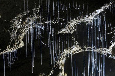 نمایش کرم های شب تاب,تجمع کرم های شب تاب در غار