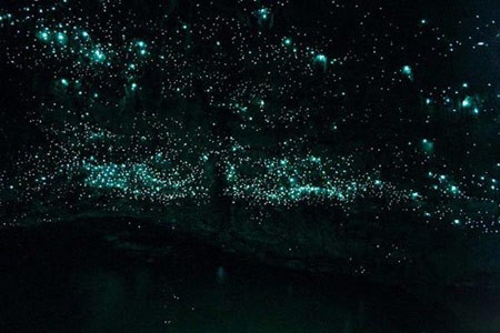 نمایش کرم های شب تاب,تجمع کرم های شب تاب در غار