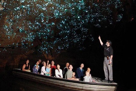 نمایش کرم های شب تاب,تجمع کرم های شب تاب در غار