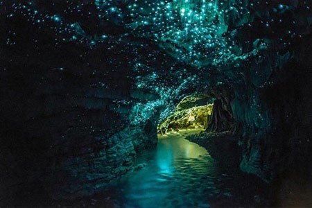 نمایش کرم های شب تاب,تجمع کرم های شب تاب در غار