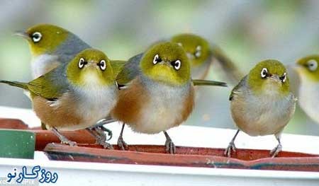 اخبار,اخبار گوناگون,انگری برد های واقعی