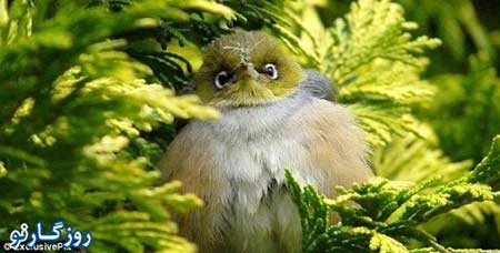 اخبار,اخبار گوناگون,انگری برد های واقعی