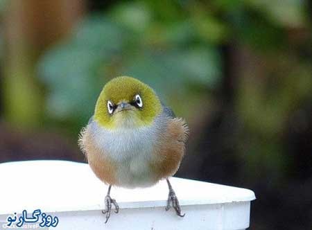 اخبار,اخبار گوناگون,انگری برد های واقعی