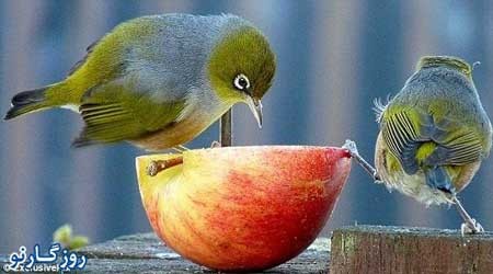 اخبار,اخبار گوناگون,انگری برد های واقعی