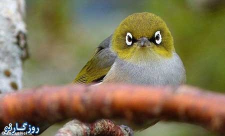 اخبار,اخبار گوناگون,انگری برد های واقعی