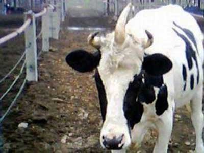 اخبار,اخبار گوناگون,گاو تک شاخ