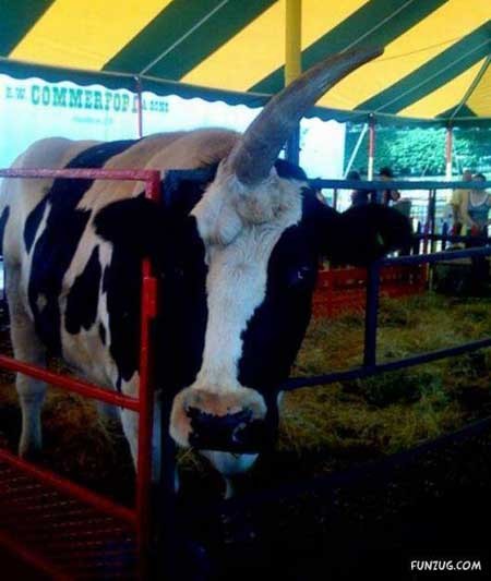 اخبار,اخبار گوناگون,گاو تک شاخ