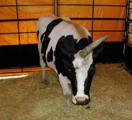 اخبار,اخبار گوناگون,گاو تک شاخ