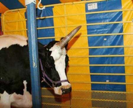 اخبار,اخبار گوناگون,گاو تک شاخ