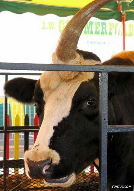 اخبار,اخبار گوناگون,گاو تک شاخ