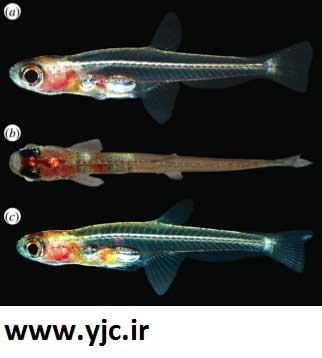اخبار,اخبارگوناگون ,کوچکترین گونه های حیوانات
