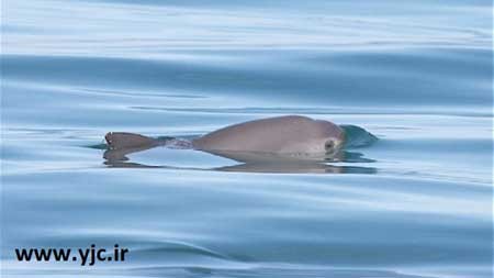 اخبار,اخبارگوناگون ,کوچکترین گونه های حیوانات