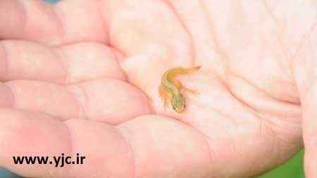 اخبار,اخبارگوناگون ,کوچکترین گونه های حیوانات