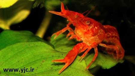 اخبار,اخبارگوناگون ,کوچکترین گونه های حیوانات