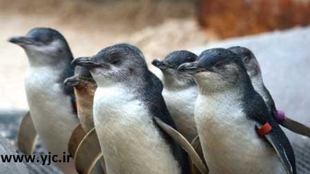 اخبار,اخبارگوناگون ,کوچکترین گونه های حیوانات