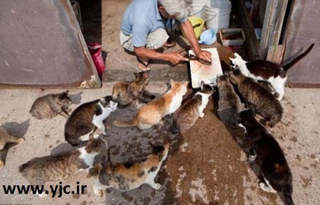 گربه,بهشت گربه ها,جزیره تاشیروجیما بهشت گربه ها