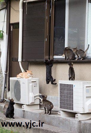 گربه,بهشت گربه ها,جزیره تاشیروجیما بهشت گربه ها