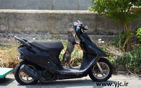 گربه,بهشت گربه ها,جزیره تاشیروجیما بهشت گربه ها