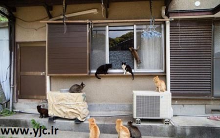 گربه,بهشت گربه ها,جزیره تاشیروجیما بهشت گربه ها