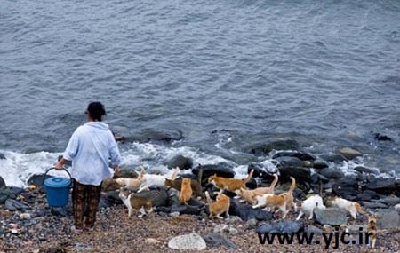 گربه,بهشت گربه ها,جزیره تاشیروجیما بهشت گربه ها