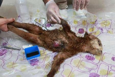 اخبار ,اخبار گوناگون ,تولد بزغاله