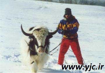 اخبار ,اخبار گوناگون ,عجیب‌ترین ورزش‌ها