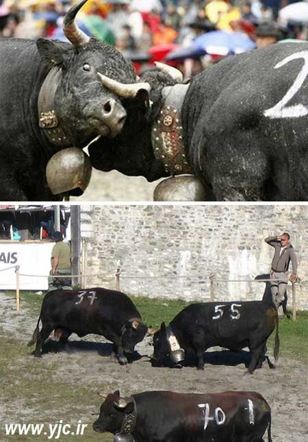 اخبار ,اخبار گوناگون ,عجیب‌ترین ورزش‌ها