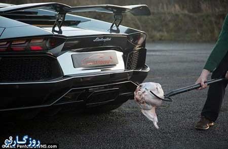 اخبار,اخبار گوناگون,کباب بوقلمون با لامبورگینی