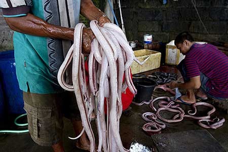 اخبار,اخبار گوناگون,چندش آورترین غذاها,بدترین غذاها