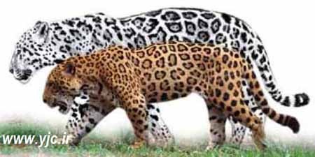 اخبار , اخبار گوناگون , رکورد جهانی پرش 