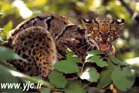 اخبار , اخبار گوناگون , رکورد جهانی پرش 