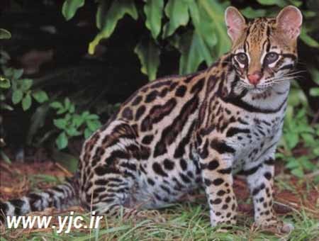 اخبار , اخبار گوناگون , رکورد جهانی پرش 