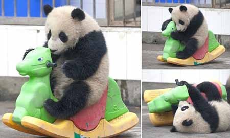 اخبار , اخبار گوناگون , مهد کودک پانداها