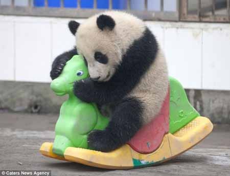 اخبار , اخبار گوناگون , مهد کودک پانداها