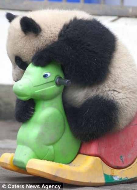 اخبار , اخبار گوناگون , مهد کودک پانداها