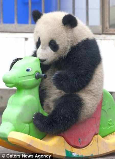 اخبار , اخبار گوناگون , مهد کودک پانداها