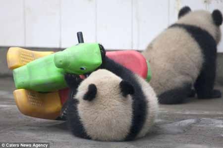 اخبار , اخبار گوناگون , مهد کودک پانداها