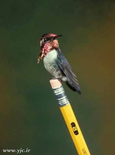 اخبار , اخبار گوناگون , کوچکترین پرنده