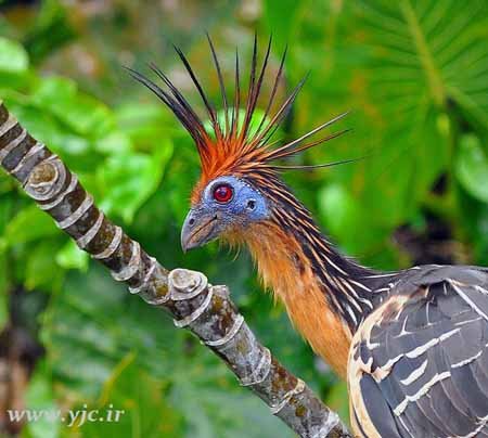 اخبار , اخبار گوناگون , قدیمی ترین گونه پرندگان زنده