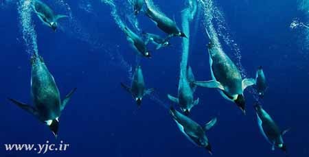 اخبار , اخبار گوناگون , عمقترین شناگر