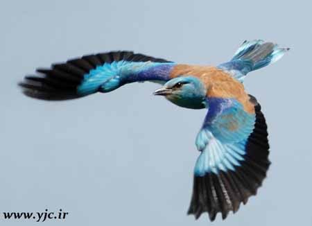 اخبار , اخبار گوناگون , بدلکارترین پرنده