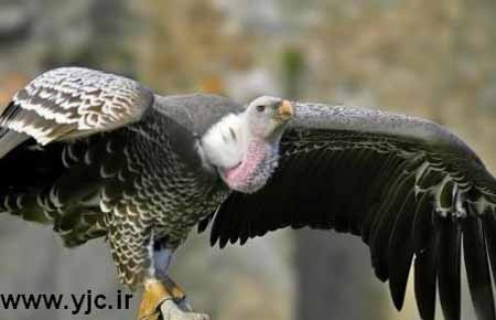 اخبار , اخبار گوناگون ,بلند پرواز ترین پرنده