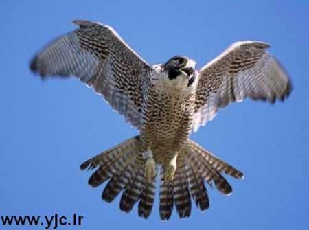 اخبار , اخبار گوناگون , سریعترین پرنده