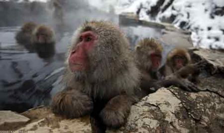 اخبار,اخبار گوناگون,میمونهای برفی در ژاپن اخبار,اخبار گوناگون,میمونهای برفی در ژاپن