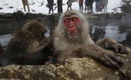 اخبار,اخبار گوناگون,میمونهای برفی در ژاپن اخبار,اخبار گوناگون,میمونهای برفی در ژاپن