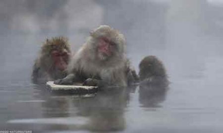 اخبار,اخبار گوناگون,میمونهای برفی در ژاپن اخبار,اخبار گوناگون,میمونهای برفی در ژاپن