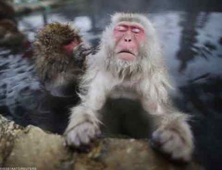 اخبار,اخبار گوناگون,میمونهای برفی در ژاپن اخبار,اخبار گوناگون,میمونهای برفی در ژاپن